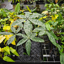 Load image into Gallery viewer, Pachira Aquatica Money Tree, Exact Plant Variegated 1 gallon pot