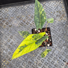 Load image into Gallery viewer, Alocasia scalprum Aurea, Exact Plant Ships Nationwide