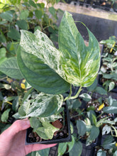 Load image into Gallery viewer, Epipremnum Pinnatum Marble Variegated 4" pot, Fedex 2day*