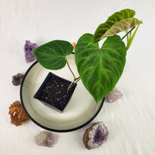 Load image into Gallery viewer, Philodendron Verrucosum 4" pot, Fedex 2day*
