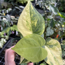 Load image into Gallery viewer, Anthurium Clarinervium Variegated exact plant, Fedex 2day*