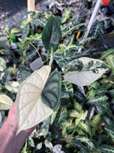Load image into Gallery viewer, Alocasia Dragon Scale Albo Variegated 2.5" pot, Fedex 2day*