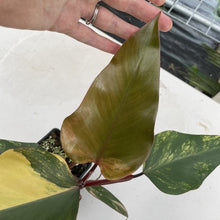 Load image into Gallery viewer, Philodendron Strawberry Shake Variegated exact plant, Fedex 2day*