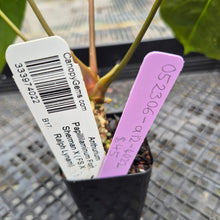 Load image into Gallery viewer, Anthurium Papillilaminum Fort Sherman X ( FS X Ralph Lynam), Exact Plant