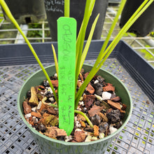 Load image into Gallery viewer, Anthurium Shibori, Exact Plant Variegated