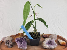 Load image into Gallery viewer, Anthurium Sp. Limon, Exact Plant Ships Nationwide