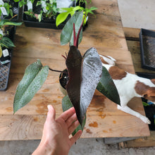 Load image into Gallery viewer, Philodendron Majesty 6" pot, Fedex 2day