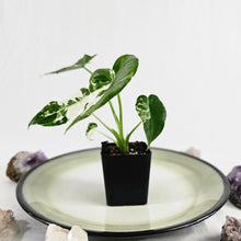 Load image into Gallery viewer, Alocasia Odora, Okinawa Silver, Exact Plant Variegated