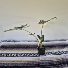 Load image into Gallery viewer, Alocasia sarian Albo, Exact Plant Ships Nationwide.