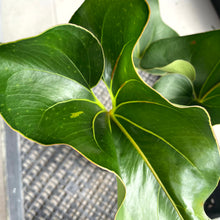 Load image into Gallery viewer, Anthurium Brownii, Exact Plant Ships Nationwide