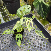 Load image into Gallery viewer, Monstera Adansonii Mint "Indonesia", Exact Plant Variegated Ships Nationwide