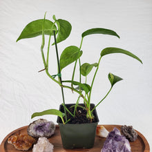 Load image into Gallery viewer, Epipremnum Pinnatum Tricolor Mint Variegated 4" pot, ships nationwide