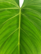 Load image into Gallery viewer, Philodendron Gloriosum, Pink Veined Back, Exact Plant