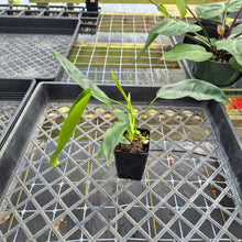 Load image into Gallery viewer, Philodendron Patriciae, Exact Plant Ships Nationwide