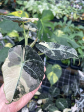 Load image into Gallery viewer, Alocasia Black Velvet Pink variegated 2.5" pot, Fedex 2day*