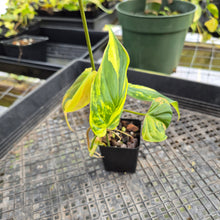 Load image into Gallery viewer, Philodendron Hederaceum Micans Aurea, Exact Plant Variegated Ships Nationwide