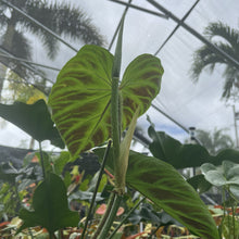 Load image into Gallery viewer, Philodendron Verrucosum exact plant, Fedex 2day*