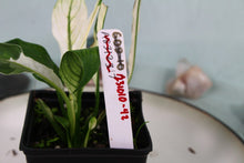 Load image into Gallery viewer, Variegated Spathiphyllum Jessica Exact Plant