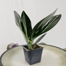 Load image into Gallery viewer, Scindapsus Treubii Dark Form 2.5" Pot, Fedex 2 day*