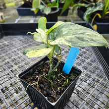 Load image into Gallery viewer, Scindapsus Jade Satin Marble Queen, Exact Plant Variegated 4