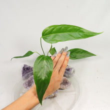 Load image into Gallery viewer, Anthurium Spectabile, small, ships nationwide