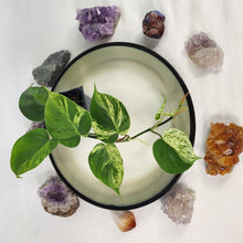 Load image into Gallery viewer, Philodendron Hederaceum, Heart Leaf, Exact Plant Variegated