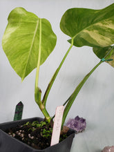 Load image into Gallery viewer, Borsigiana Aurea, Exact Plant, variegated Monstera