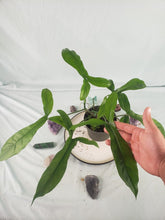 Load image into Gallery viewer, 69686, exact plant, Philodendron, ships nationwide