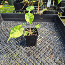 Load image into Gallery viewer, Alocasia Stingray, Exact Plant Ships Nationwide