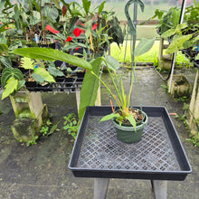 Load image into Gallery viewer, Anthurium Spectabile exact plant, Fedex 2day*