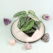 Load image into Gallery viewer, Scindapsus Silver Lady Shipped Nationwide