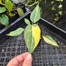 Load image into Gallery viewer, Philodendron Gloriosum Snow Leopard, variegated, Exact Plant Ships Nationwide