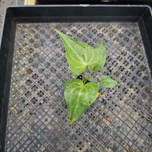 Load image into Gallery viewer, Anthurium Macrolobium 2.5" Pot, Fedex 2 day*
