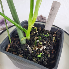 Load image into Gallery viewer, Philodendron Holtonianum, Exact Plant