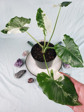 Load image into Gallery viewer, Odora Okinawa Silver, Exact Plant, variegated Alocasia