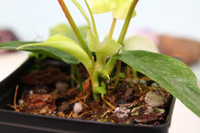 Load image into Gallery viewer, Philodendron Florida Ghost Exact Plant Ships Nationwide