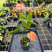 Load image into Gallery viewer, Anthurium Shibori, Exact Plant Variegated Ships Nationwide