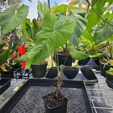 Load image into Gallery viewer, Anthurium Balaoanum "Dussii" 4" pot, Fedex 2day*