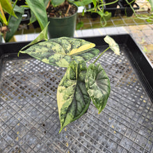 Load image into Gallery viewer, Alocasia dragon scale albo Exact Plant Ships Nationwide