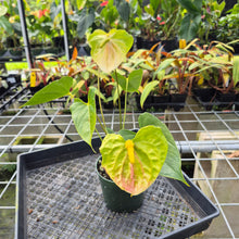 Load image into Gallery viewer, Anthurium White Obake 'Tropic Ice' 6" pot, Fedex 2day