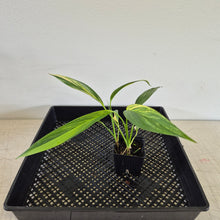 Load image into Gallery viewer, Epipremnum Amplissimum Variegated exact plant, Fedex 2day*