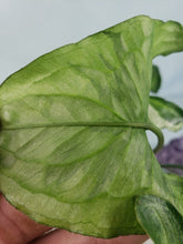 Load image into Gallery viewer, Three Kings Magic Marble, exact plant, variegated Syngonium, ships nationwide