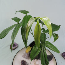 Load image into Gallery viewer, Anthurium Clavigerum 4" pot, Fedex 2day*