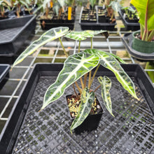 Load image into Gallery viewer, Alocasia Bambino Aurea Variegated exact plant, Fedex 2day*