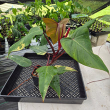 Load image into Gallery viewer, Philodendron Strawberry Shake Variegated exact plant, Fedex 2day*