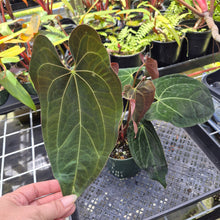 Load image into Gallery viewer, Anthurium Ace Of Spades X Papillilaminum, Exact Plant Ships Nationwide