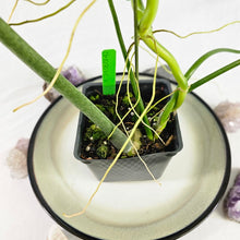 Load image into Gallery viewer, Philodendron Holtonianum, Exact Plant Ships Nationwide