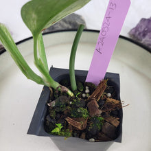 Load image into Gallery viewer, Monstera Standleyana Aurea, Exact Plant Variegated Ships Nationwide