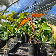 Load image into Gallery viewer, Philodendron Orange Marmalade, Exact Plant Large, 6'' pot Ships Nationwide