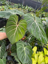 Load image into Gallery viewer, Philodendron Gloriosum, Dark Form 6" pot, Fedex 2day